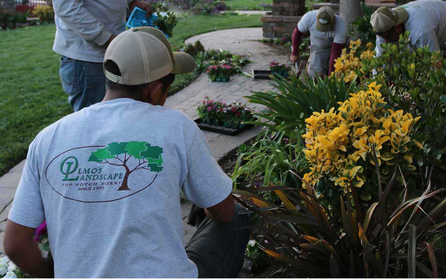 Olmos landscape maintenance service experts in Sherman Oaks Encino Studio City and Northridge